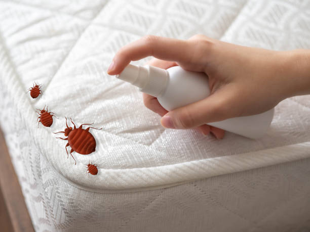 Trusted Palmyra, MO Pest Control Experts