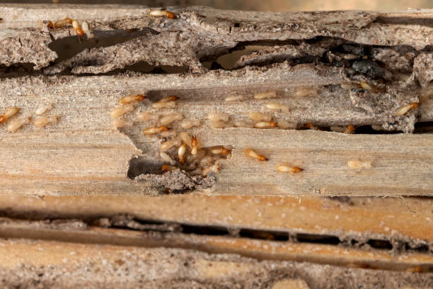 Best Wasp Removal Services  in Palmyra, MO